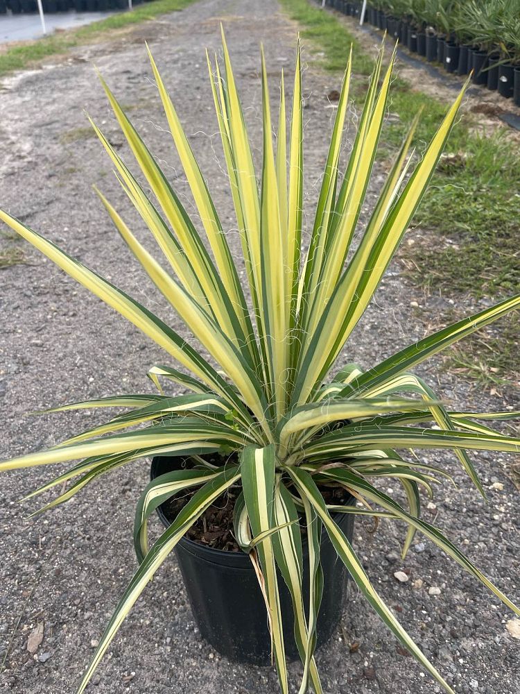 yucca-filamentosa-color-guard-adam-s-needle