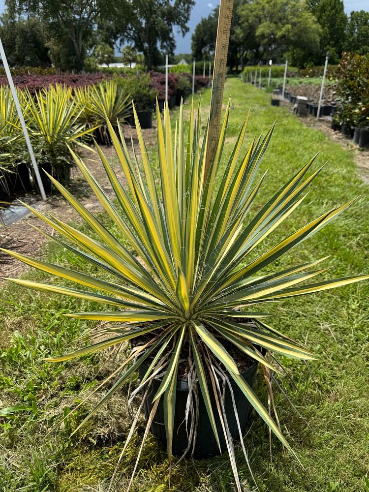 yucca-filamentosa-color-guard-adam-s-needle