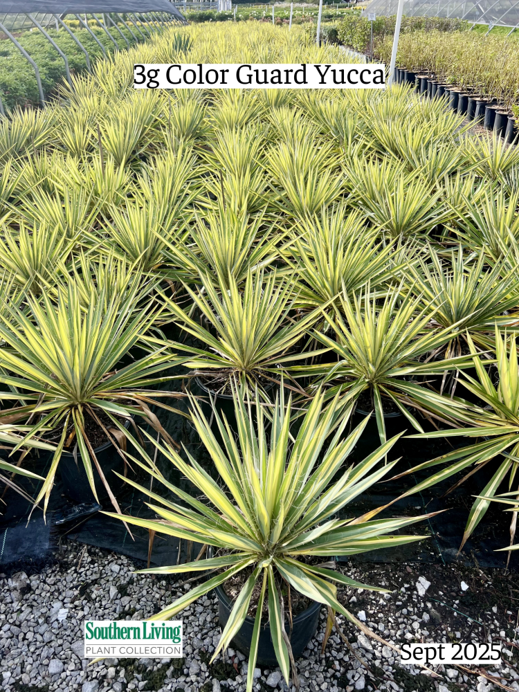 yucca-filamentosa-color-guard-adam-s-needle