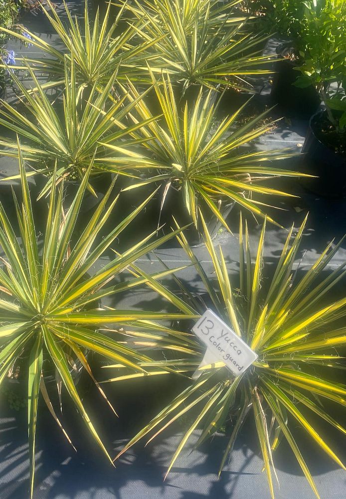 yucca-filamentosa-color-guard-adam-s-needle