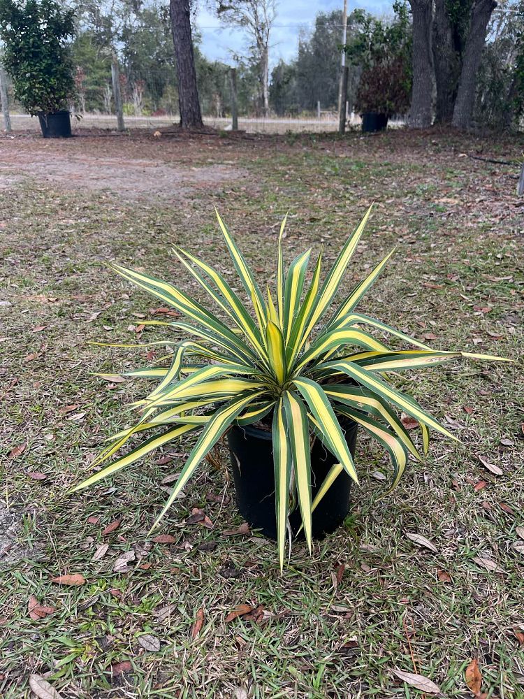 yucca-filamentosa-color-guard-adam-s-needle