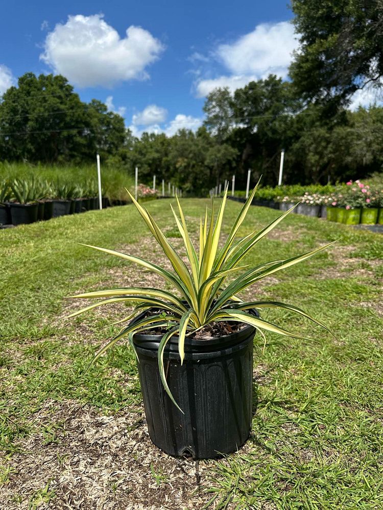 yucca-filamentosa-color-guard-adam-s-needle