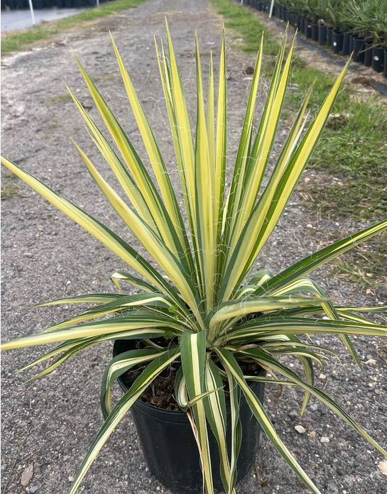 yucca-filamentosa-color-guard-adam-s-needle