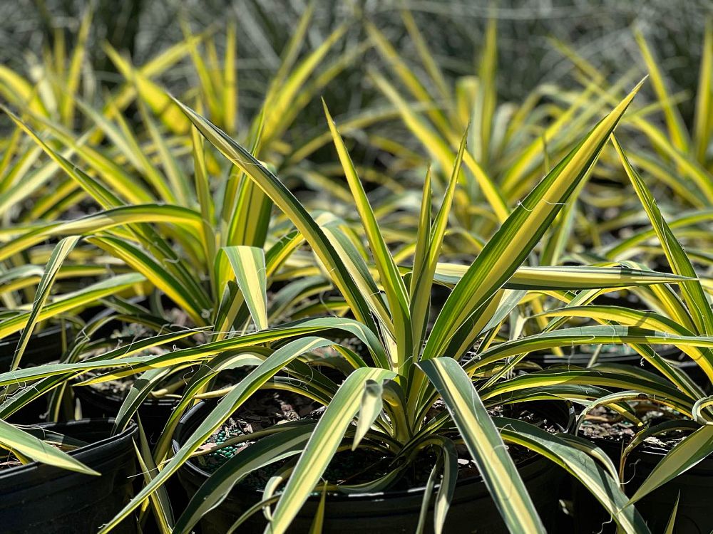 yucca-filamentosa-color-guard-adam-s-needle