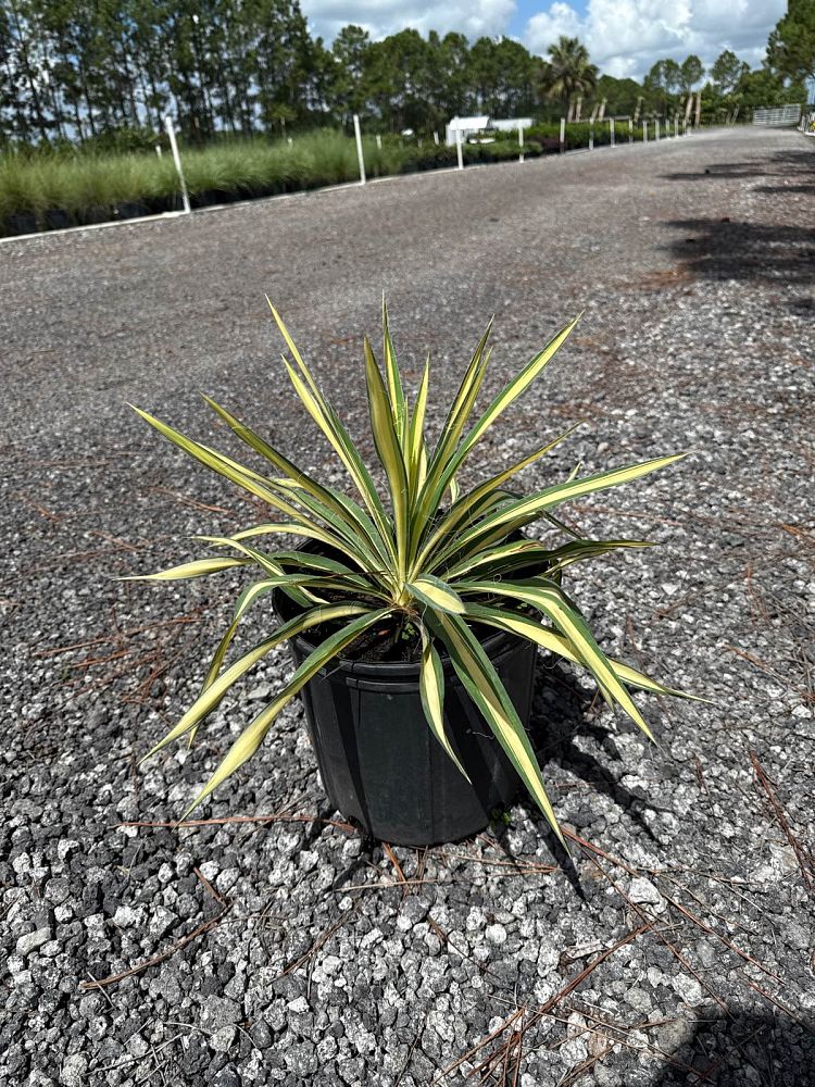 yucca-filamentosa-color-guard-adam-s-needle