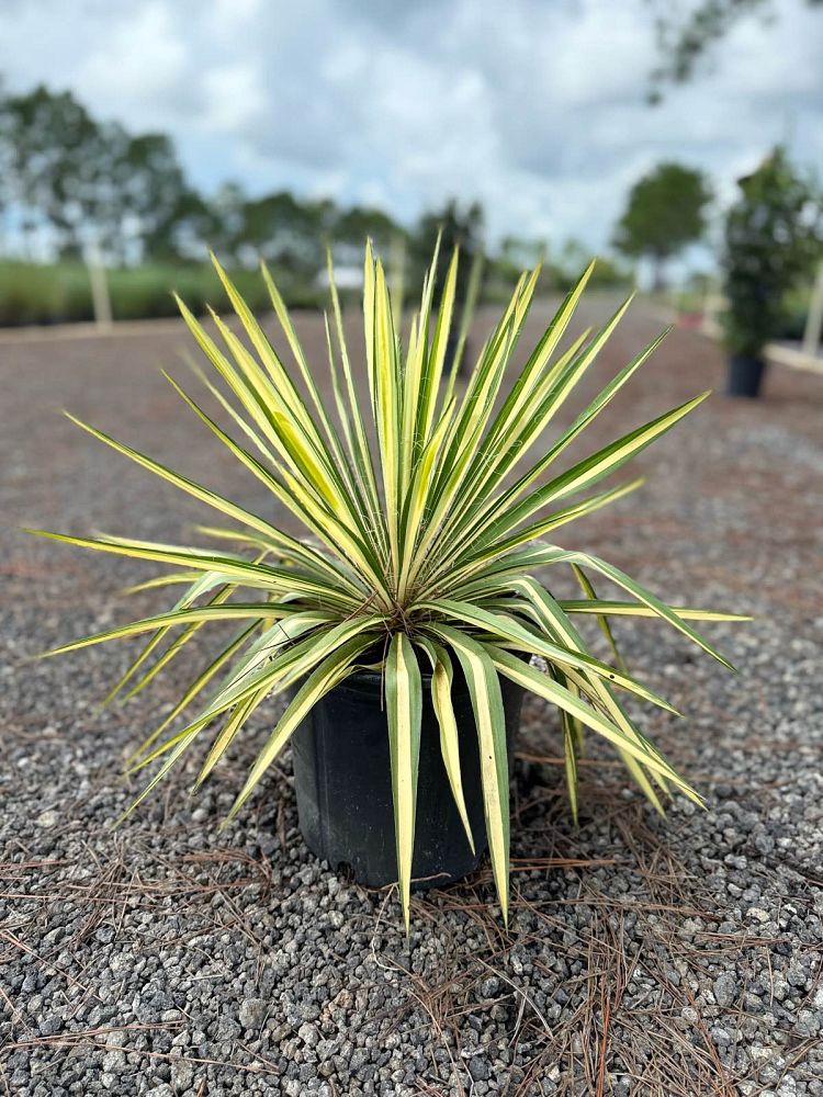 yucca-filamentosa-color-guard-adam-s-needle