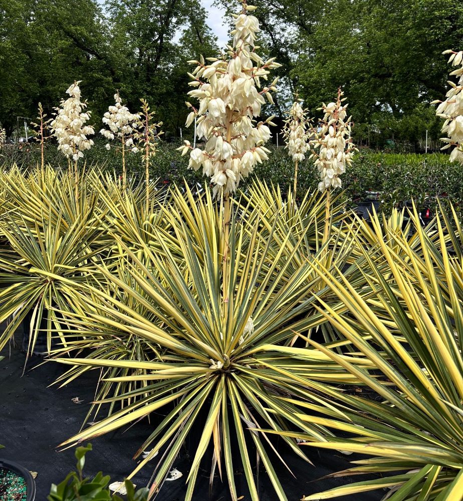 yucca-filamentosa-color-guard-adam-s-needle