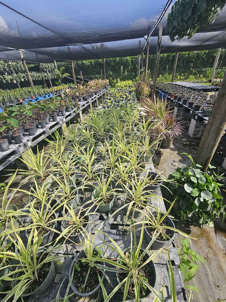 yucca-filamentosa-color-guard-adam-s-needle