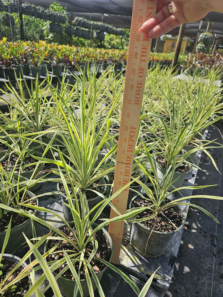 yucca-filamentosa-color-guard-adam-s-needle