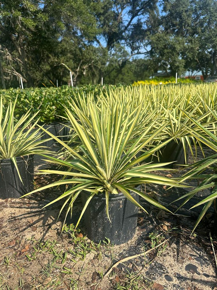 yucca-filamentosa-color-guard-adam-s-needle