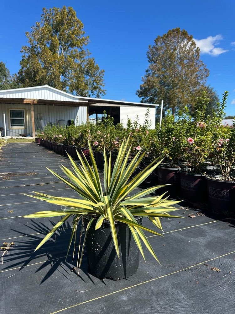 yucca-filamentosa-color-guard-adam-s-needle