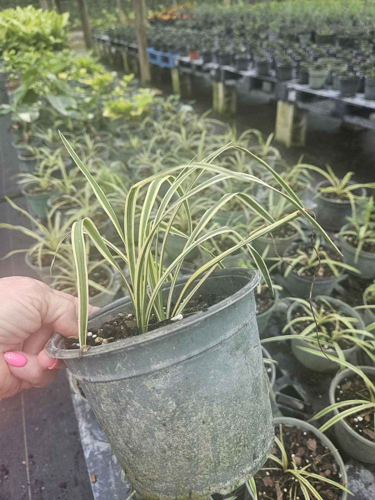 yucca-filamentosa-color-guard-adam-s-needle