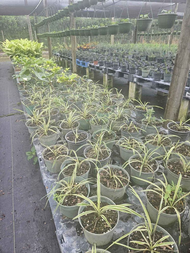 yucca-filamentosa-color-guard-adam-s-needle