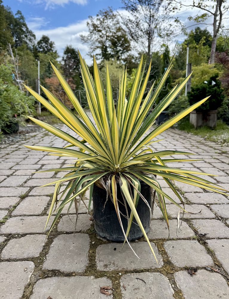 yucca-filamentosa-color-guard-adam-s-needle