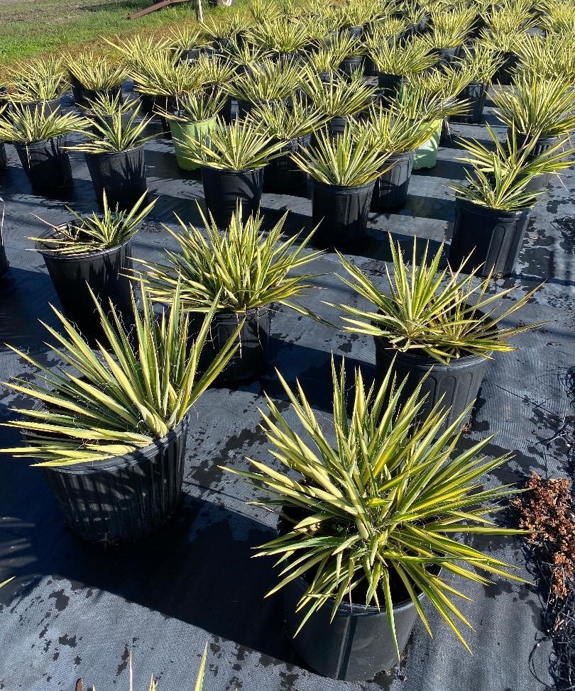 yucca-filamentosa-color-guard-adam-s-needle