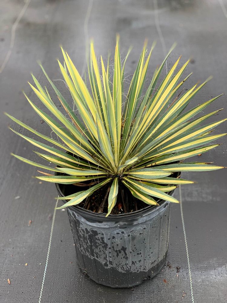 yucca-filamentosa-golden-sword-adam-s-needle