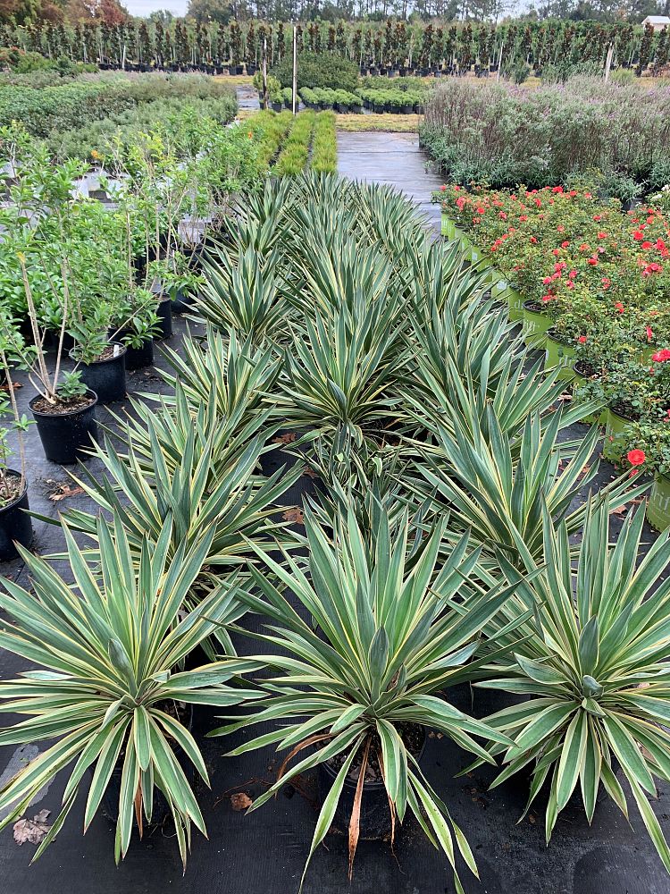 yucca-filamentosa-variegata-adam-s-needle