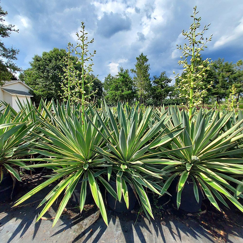 yucca-filamentosa-variegata-adam-s-needle