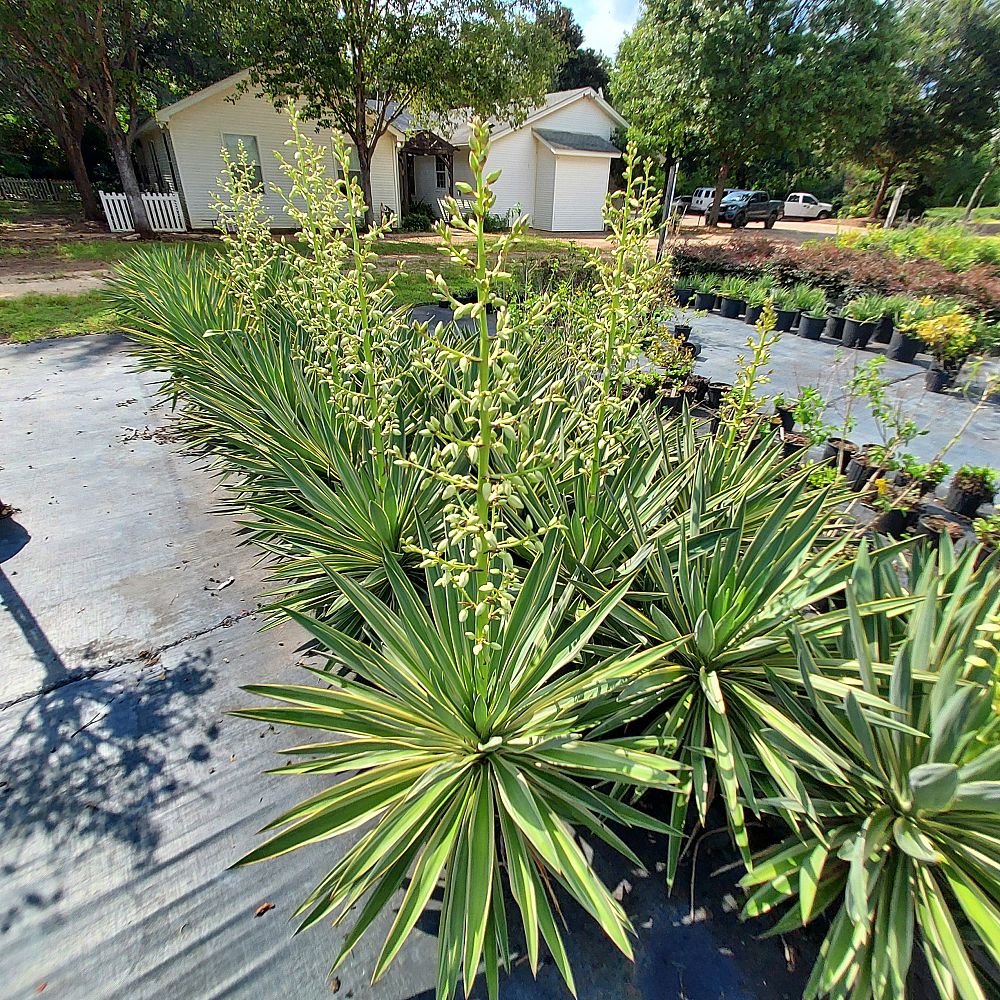 yucca-filamentosa-variegata-adam-s-needle