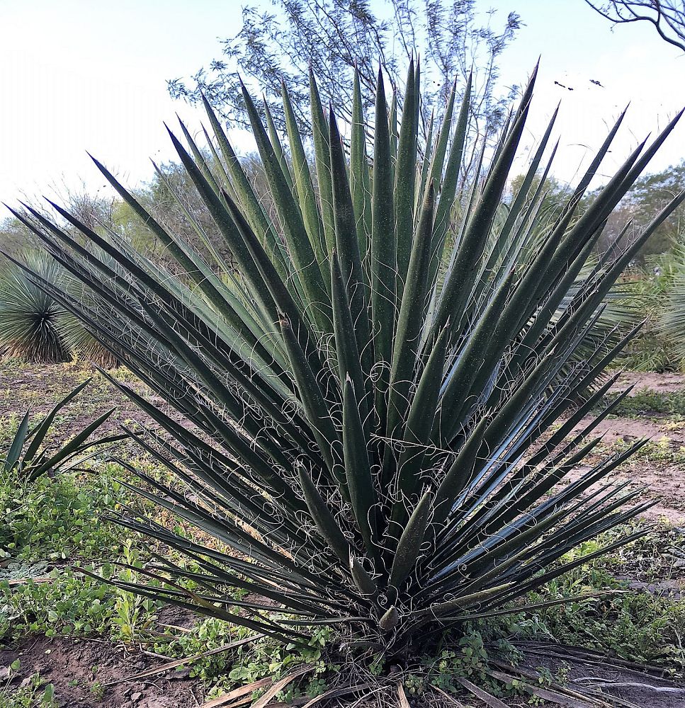 yucca-filifera-weakleaf-yucca