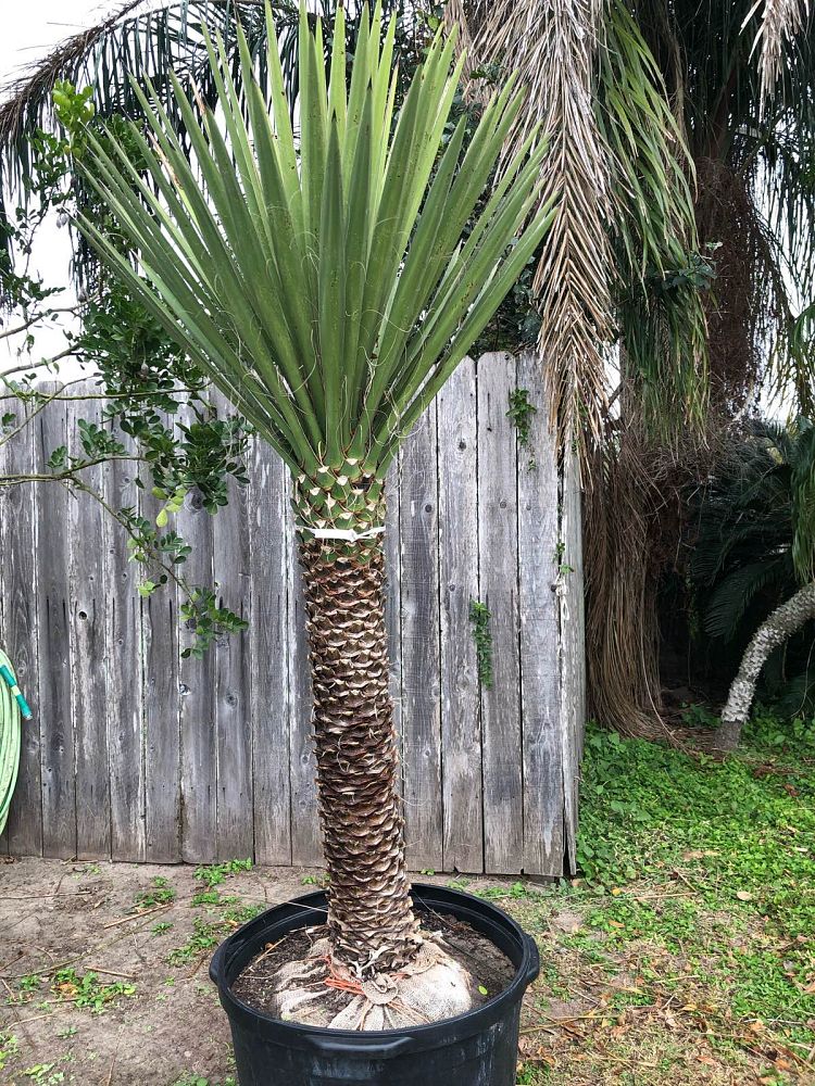 yucca-filifera-weakleaf-yucca