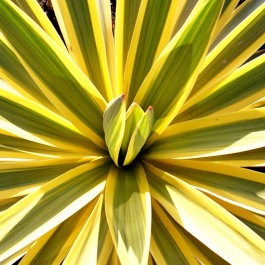 yucca-gloriosa-recurvifolia-bright-star-brite-star-perennial-bright-star-yucca-bright-star-yucca