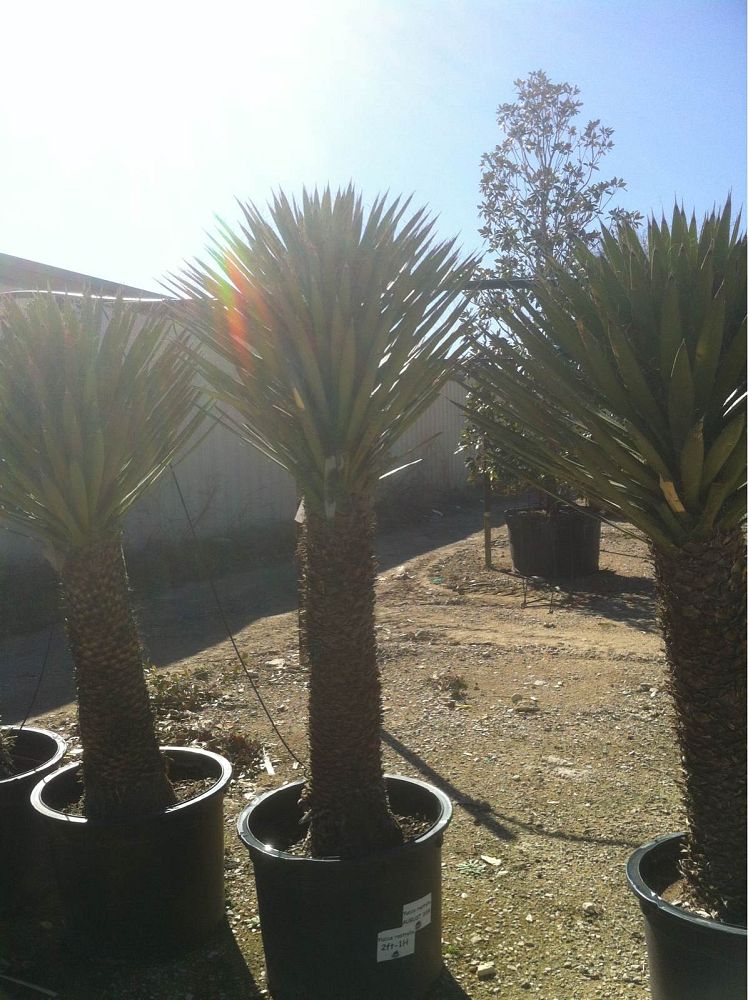 yucca-gloriosa-spanish-dagger