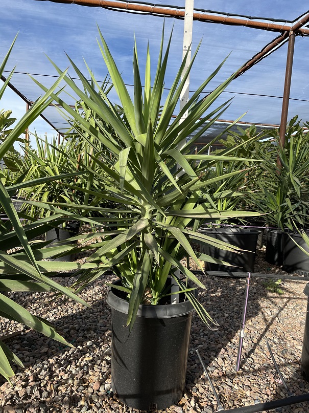 yucca-gloriosa-spanish-dagger