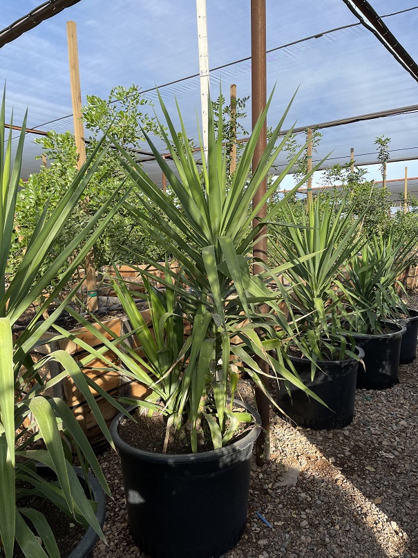 yucca-gloriosa-spanish-dagger