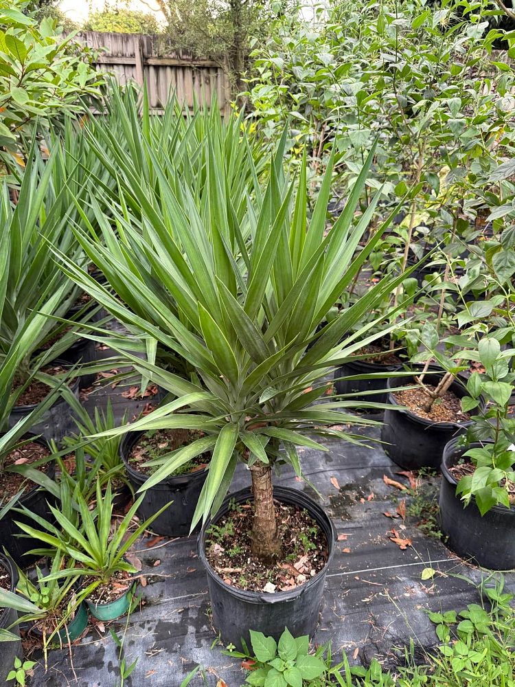 yucca-gloriosa-tiny-star-pendulous-yucca-weeping-yucca-curve-leaf-yucca