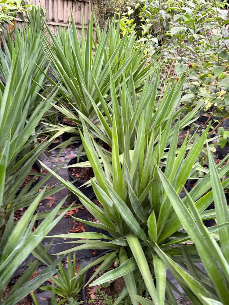 yucca-gloriosa-tiny-star-pendulous-yucca-weeping-yucca-curve-leaf-yucca