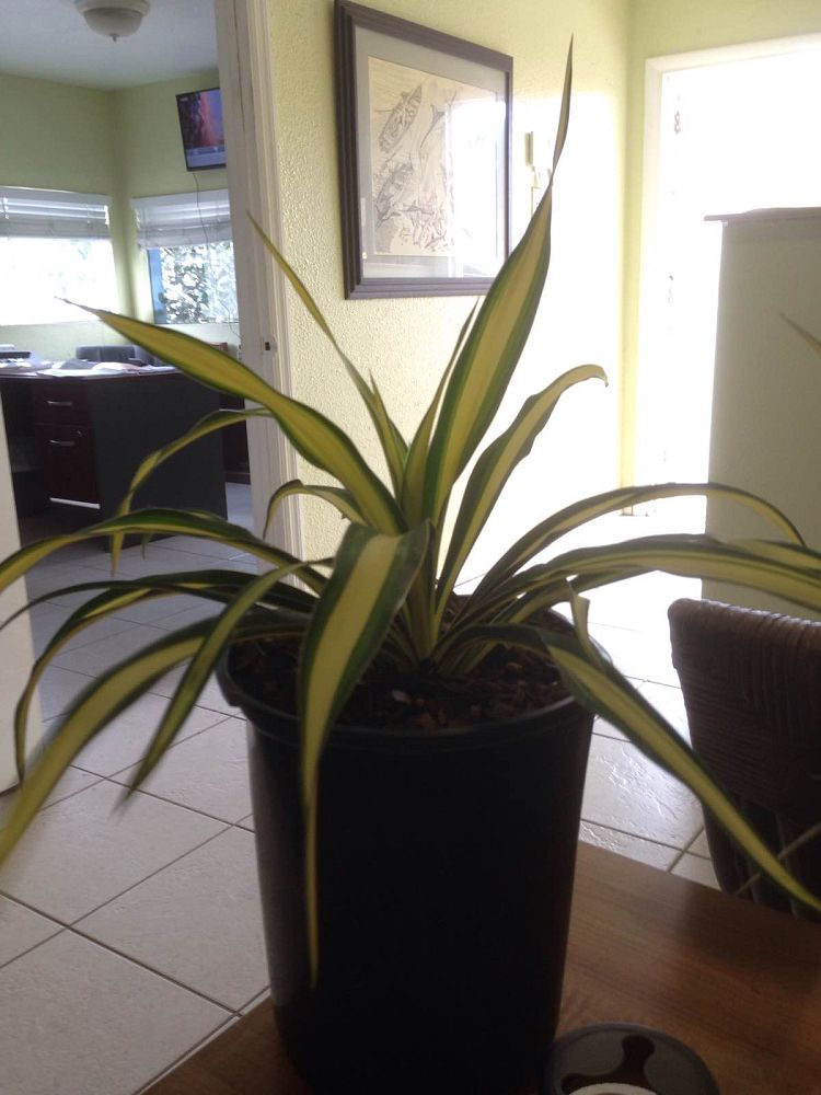 yucca-gloriosa-variegata-spanish-dagger