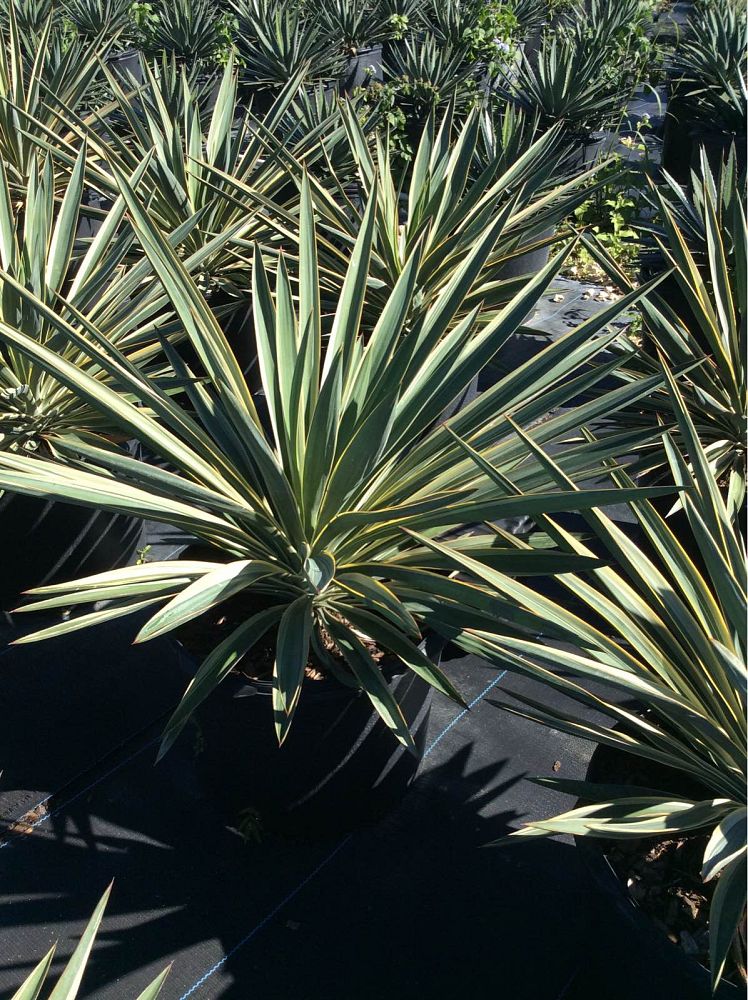 yucca-gloriosa-variegata-spanish-dagger