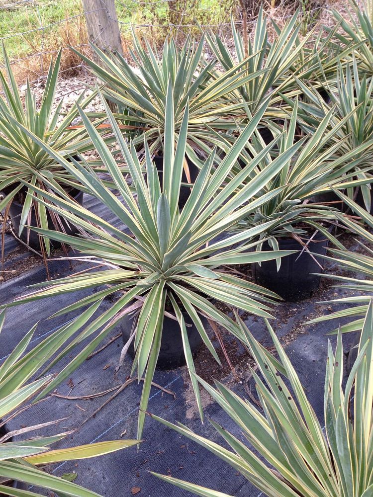 yucca-gloriosa-variegata-spanish-dagger