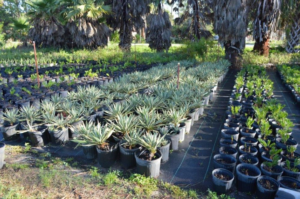 yucca-gloriosa-variegata-spanish-dagger