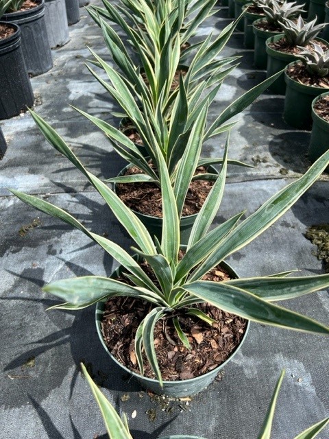yucca-gloriosa-variegata-spanish-dagger