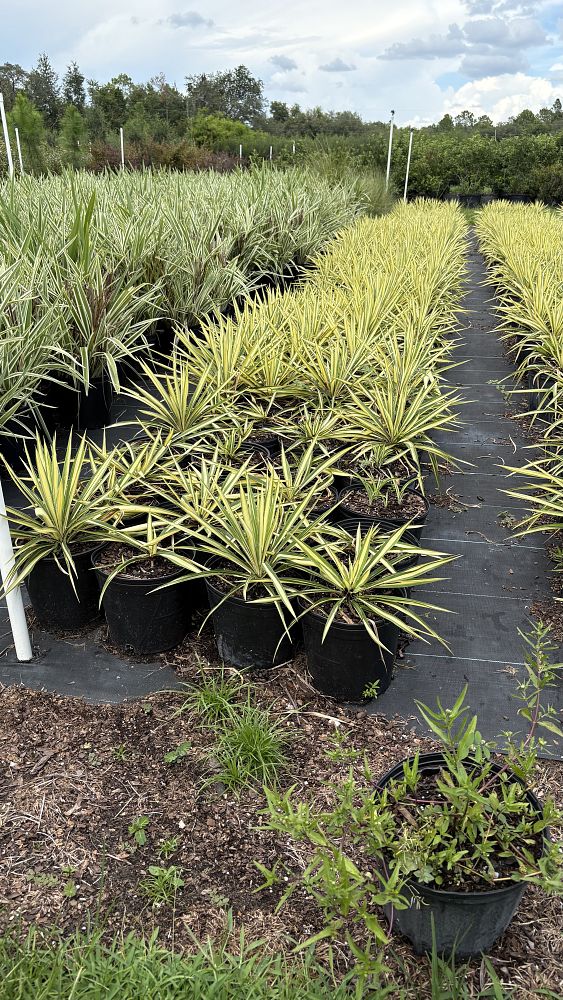 yucca-guatemalensis-variegata-variegated-spineless-yucca