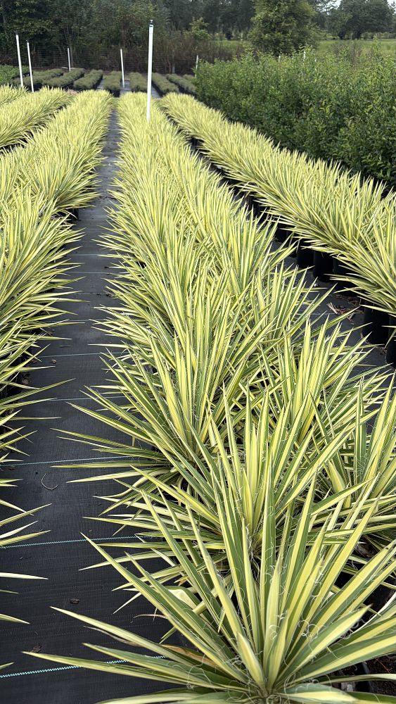 yucca-guatemalensis-variegata-variegated-spineless-yucca
