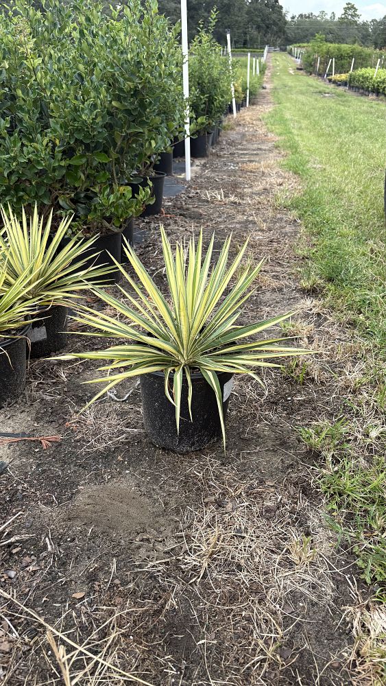 yucca-guatemalensis-variegata-variegated-spineless-yucca
