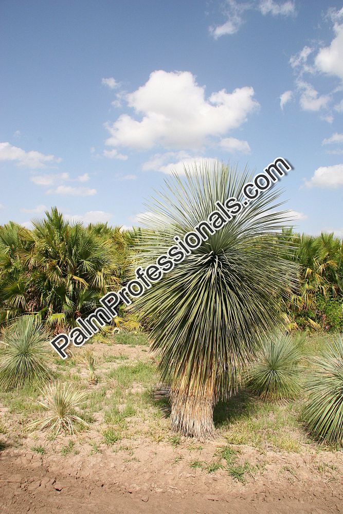 yucca-linearifolia-yucca-linearis