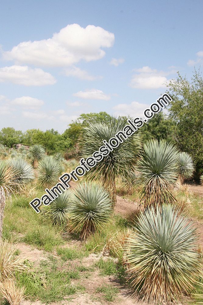 yucca-linearifolia-yucca-linearis