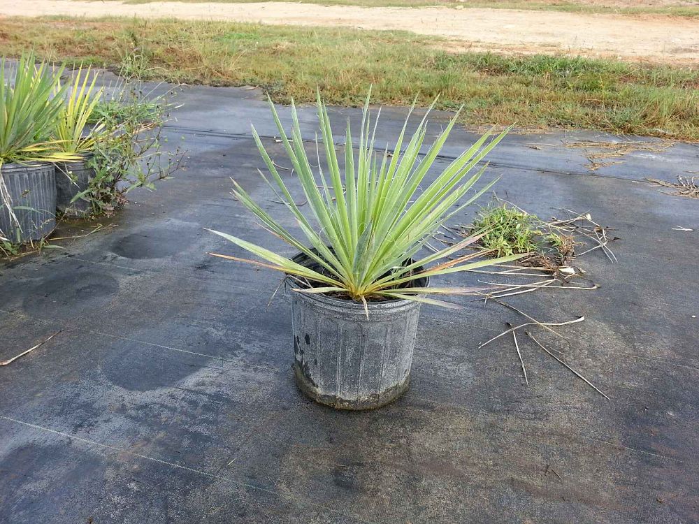 yucca-recurvifolia-yucca-pendula-soft-leaf-yucca