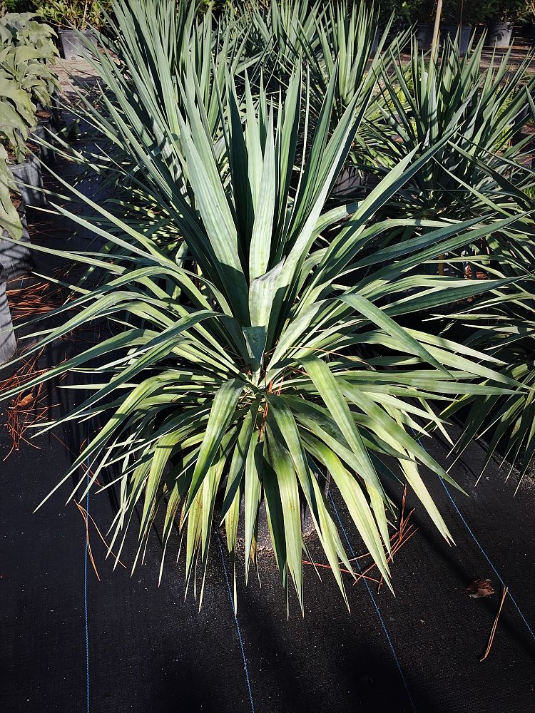 yucca-recurvifolia-yucca-pendula-soft-leaf-yucca