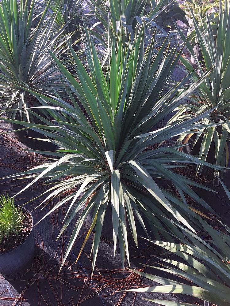 yucca-recurvifolia-yucca-pendula-soft-leaf-yucca