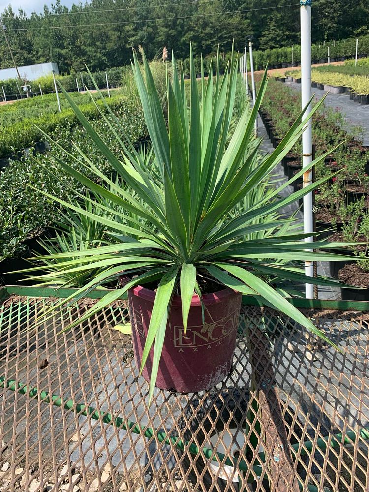 yucca-recurvifolia-yucca-pendula-soft-leaf-yucca