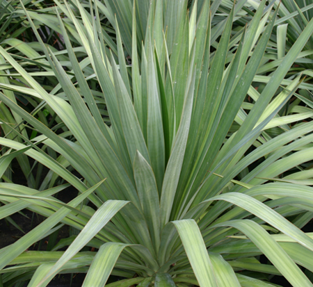yucca-recurvifolia-yucca-pendula-soft-leaf-yucca