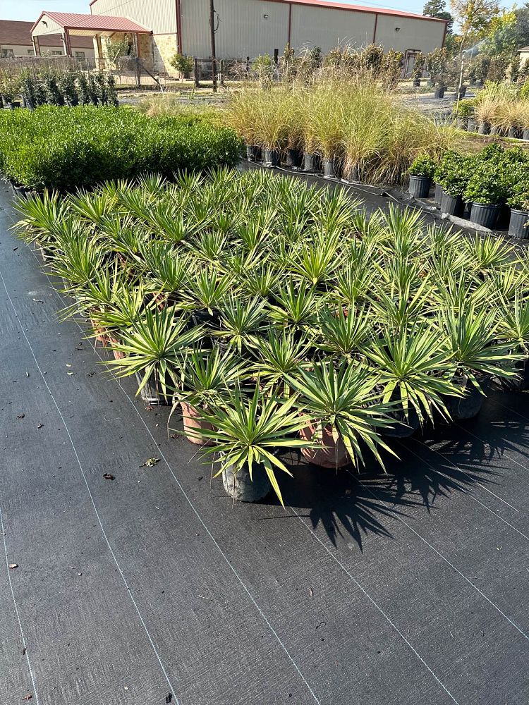 yucca-recurvifolia-yucca-pendula-soft-leaf-yucca