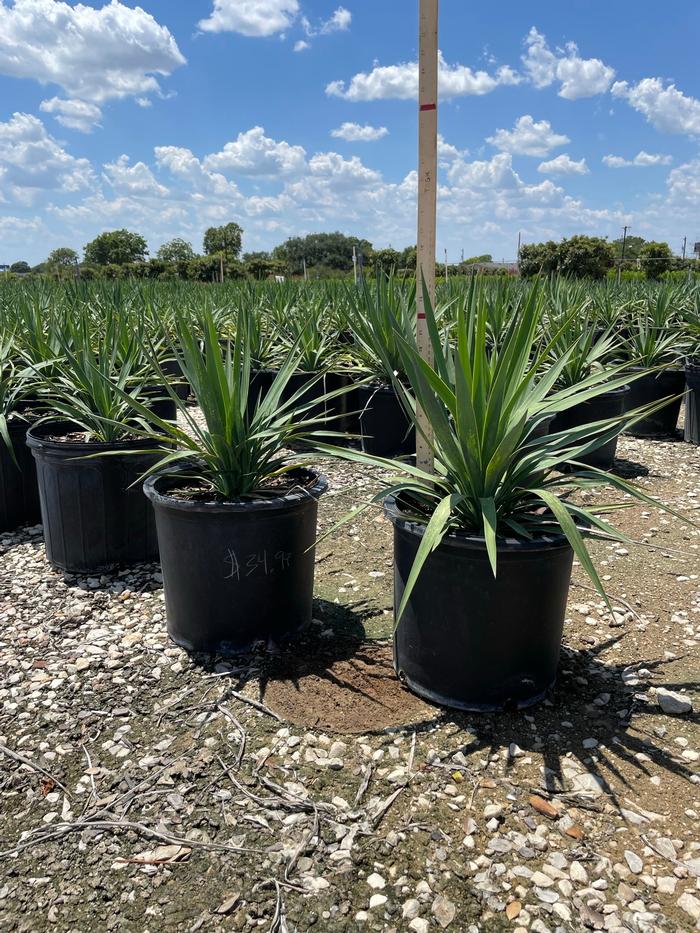 yucca-recurvifolia-yucca-pendula-soft-leaf-yucca