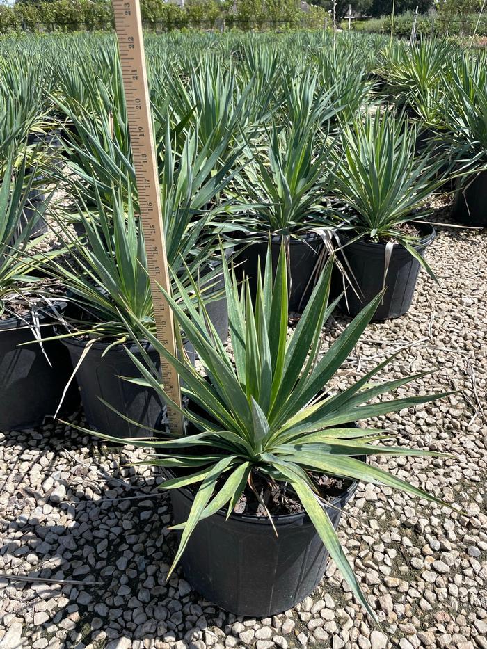yucca-recurvifolia-yucca-pendula-soft-leaf-yucca