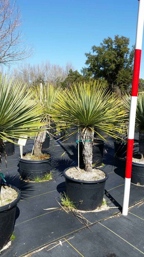 yucca-rostrata-beaked-yucca